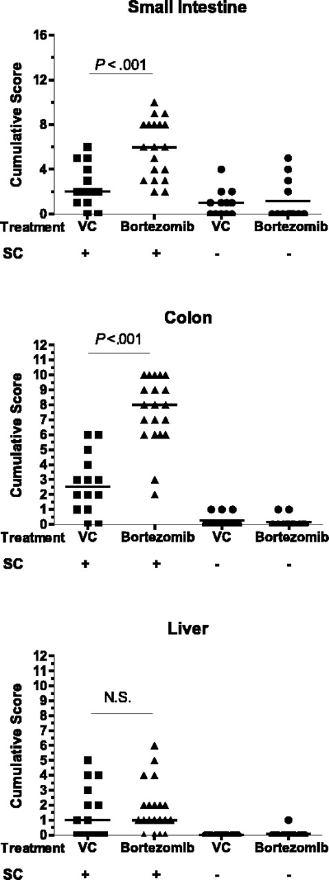 Figure 3. Effects of delayed bortezomib administration on pathologic damage to target organs of GVHD. Significant increases in histologic changes were observed in the small and large intestine, but not the liver, of mice treated with delayed bortezomib on day +12 or day +12 through day +13 at 15 μg/mouse (intravenously). Mice were assessed 16 hours after a single bortezomib or vehicle control (VC) injection (day +12) or 6 hours after a second injection (day +13) of bortezomib or VC, respectively. Three 3 to 6 mice per experimental group in each of 4 independent experiments were assessed. Tissues were assessed for histologic changes in 3 to 4 parameters as described in “Materials and methods” and the sum of these scores are represented for each tissue. Histologic changes for each parameter were assessed and graded where 0 = normal, 1 = minimal, 2 = mild, 3 = moderate, and 4 = severe. Comparison of cumulative histopathologic scores between the groups with splenocytes were analyzed by Mann-Whitney test (P < .05).