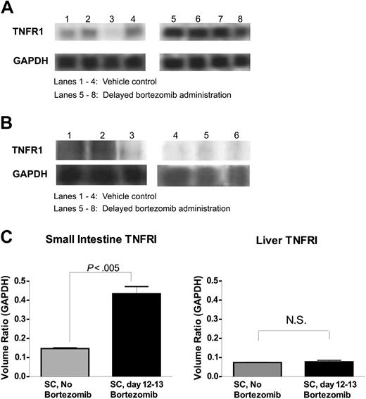 Figure 5. Up-regulation of TNFR1 mRNA expression in gut tissue following delayed bortezomib administration. B6 (H2b) recipients of BALB/c (H2d) 15 million bone marrow and 20 million spleen cells were treated with or without 15 μg bortezomib per dose daily from day +12 through +13. Small intestine and liver were collected at 6 hours after bortezomib administration (day +13) for RNA extraction. TNFR1 mRNA expression was analyzed by RPA. (A-B) Autoradiograph of TNFR1 and GAPDH bands from gut (A) and liver (B) RPA gels. (C) Quantitative levels of TNFR1 steady-state mRNA levels in the gut and liver tissue from bortezomib and vehicle control-treated animals. Quantitative levels of TNFR1 mRNA were determined by densitometric analysis and are expressed as a ratio of the band volumes of TNFR1 normalized to the GAPDH housekeeping gene. These data are representative of 2 (liver) and 4 (gut) independent experiments. NS indicates not statistically significant.