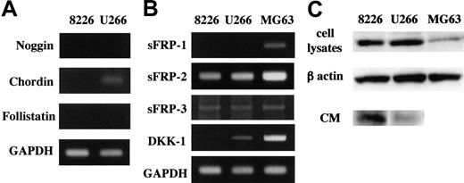 Figure 2. Expression of soluble BMP-2 and Wnt antagonists by MM cell lines. mRNA expression of antagonists for BMP-2 (A) and Wnts (B). Total RNA (2 μg) extracted from the indicated cell lines was reverse transcribed, and 1 μL of the 20-μL reaction was used in PCR analyses as described in “Patients, materials, and methods.” BMP-2 antagonists noggin, chordin, and follistatin (A) and Wnt antagonists sFRP-1, sFRP-2, sFRP-3 and DKK-1 (B) and GAPDH mRNA expression were analyzed. The MG63 osteosarcoma cell line was used as a positive control. (C) sFRP-2 protein was detected in total cell lysates extracted from the indicated cell lines (top lane) and immunoprecipitants of their CM using sFRP-2 antibody and protein A–Agarose beads (bottom lane) by Western blot analysis. β-actin was shown as a protein loading control of total cell lysates (middle lane).