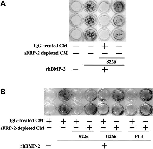 Figure 5. sFRP-2 immunodepletion restores suppression of mineralization by MM cell CM. MC3T3-E1 cells (A) and human BM-derived osteoblasts (B) were cultured in the osteogenic medium in 24-well culture plates in the presence or absence of rhBMP-2 (50 ng/mL). Control IgG-treated or sFRP-2–depleted CM from RPMI8226 and U266 cell lines as well as primary MM cells from patient no. 4 were added at 20% to the indicated wells. Mineralized nodules were visualized at day 14 and 21 by von Kossa staining in MC3T3-E1 cells and human BM-derived osteoblasts, respectively.