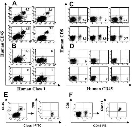 Figure 5. TCR-transduced human T cells eliminate human leukemia cells in NOD/SCID mice. Immunodeficient NOD/SCID mice were inoculated intravenously with 5 × 106 BV173 leukemia cells, and the following day 20 × 106 TCR-transduced Vβ2+ T cells or control TCR-transduced T cells were injected intravenously. After 3 weeks (A,B) or after 5 weeks (C,D), mice were killed and the number of leukemia cells in the bone marrow and the spleen (not shown) was determined. Cells were stained with anti–human HLA class I–FITC, CD45-PE, and CD8-APC mAbs and analyzed using a FACSCalibur (Becton Dickinson) (A,B) or FACSCanto (Becton Dickinson) (C,D). (A) Shown is the HLA class I and CD45 staining of bone marrow cells of mice treated with control TCR-transduced T cells and panel B shows the analysis of mice treated with Vβ2+ TCR-transduced T cells (each panel represents one animal). Both control TCR- and WT1-TCR–transduced T cells were derived from the same donor. (C,D) Shown is the CD45-PE and CD8-APC staining of a repeat experiment. The 2 groups of BV173-challenged mice were treated with T cells transduced with a control TCR (C) or T cells transduced with the WT1-TCR (D). Both control TCR- and WT1-TCR–transduced T cells were derived from the same donor but different donor from panels A and B. A representative 3-color analysis is shown in panels E and F, demonstrating that the engrafted cells were CD45+/HLA class I+/CD8–.