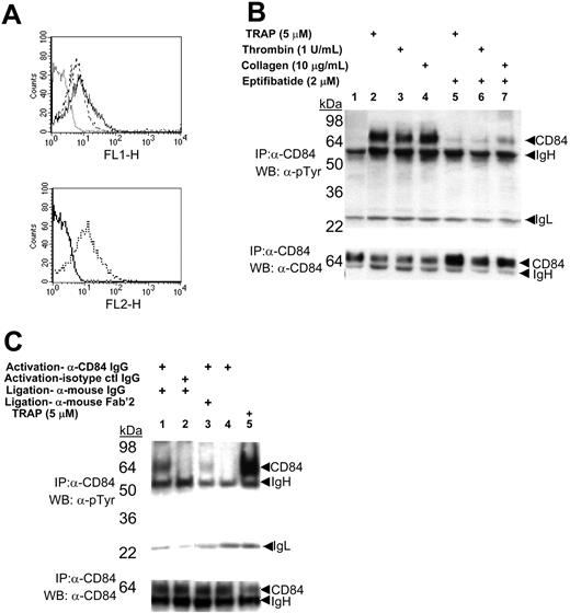 Figure 1. Expression and phosphorylation of CD84 in platelets. (A) Top panel: FACS analysis of α-CD84 IgG-FITC stained resting (broken line) or Thrombin Receptor Activating Peptide (TRAP)–activated (solid line) platelets. Dotted line indicates staining with nonspecific IgG. Bottom panel: platelet activation confirmed by α-CD62P IgG-PE staining of resting (solid line) and activated (broken line) platelets. (B) Western blotting of immunoprecipitates from resting (lane 1) or agonist-induced platelet aggregates formed in the absence (lanes 2-4) or presence (lanes 5-7) of 2 μM eptifibatide. (C) Western blotting of immunoprecipitates from washed human platelets activated with either α-CD84-IgG (lanes 1, 3, and 4) or nonspecific IgG (lane 2) compared with platelet aggregation induced with 5 μM TRAP (lane 5). Antibody-induced signaling induced with 15 μg/mL α-mouse whole-IgG (lanes 1 and 2) or α-mouse Fab′2 (lane 3). For both B and C, lysed platelets were immunoprecipitated with α-CD84-IgG and immunoblotted with α-phosphotyrosine antibodies PY20 and 4G10 (top panel) or α-CD84 (bottom panel). Data are representative of experiments repeated at least 3 to 5 times.