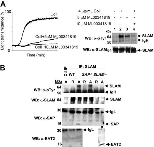 Figure 4. Expression and phosphorylation of SLAM, SAP, and EAT-2 in murine platelets. (A) Left panel: representative washed mouse platelet aggregation measurement showing inhibition of 4 μg/mL collagen-induced aggregation by the specific murine αIIbβ3 inhibitor ML00341819. Right panel: Western blot of resting or 4 μg/mL collagen-induced aggregated samples in the absence (lane 2) or presence of 5 μM (lane 3) or 10 μM (lane 4) ML00341819. Lysed platelets were immunoprecipitated with α-SLAM (9D-1) IgG. (B) Western blotting of washed wt, SAP–/–, and SLAM–/– mouse platelets resting (R) or aggregated (A) with 0.5 U/mL thrombin. Lysed platelets were immunoprecipitated with either nonspecific (lane 1) or α-SLAM (9D-1) IgGs (lanes 2-7). For both A and B, immunoblotting was performed with α-phosphotyrosine PY20 and 4G10, α-SLAM, α-SAP, α-EAT2 antibodies as indicated. Data shown are representative of experiments performed 3 times.