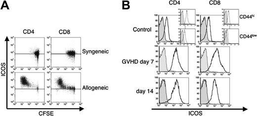 Figure 1. ICOS expression is up-regulated upon alloactivation and during GVHD. (A) In vivo–alloactivated T cells up-regulate ICOS expression. B6 splenocytes were labeled with CFSE and transferred into a sublethally irradiated (750 cGy) syngeneic B6 or allogeneic C3FeB6F1 recipients. Transferred cells were analyzed after 72 hours for ICOS expression. A horizontal line represents the fluorescence intensity of negative controls for both isotype-stained and unstained cells. T cells were stained for donor T-cell origin and were analyzed by gating on Ly9.1-, CD3+, and CD4+, or CD8+. Data from 1 mouse is representative of 2 independent experiments (n = 3 per experiment). (B) ICOS is highly expressed on alloreactive T cells during GVHD. C3FeB6F1 mice were lethally irradiated (1300 cGy split) and received transplants with TCD allo-HSCs and 1 × 106 T cells from B6 mice. Donor T cells were harvested from recipients' spleens 7 and 14 days after transplantation (GVHD day 7, day 14) and analyzed for ICOS cell surface expression in CD44hi cells. As controls, splenocytes from B6 mice not receiving transplants were used (control), and insets show CD44 subpopulations. Gray histograms represent the isotype control, and the black histograms represent staining with anti-ICOS monoclonal antibody. Shown are representative data of 1 mouse each from 1 independent experiment (normal mouse and day 7, n = 5) and 2 independent experiments (day 14, n = 5 to 8).