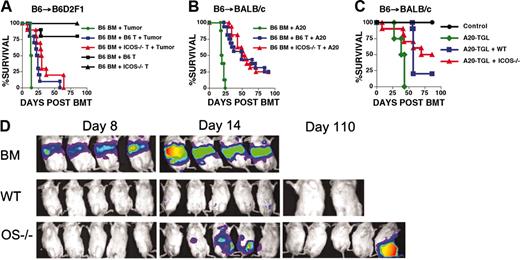 Figure 6. GVL activity is not significantly impaired in ICOS-/- T cells. (A) B6 into B6D2F1 and challenge with P815. B6D2F1 mice were lethally irradiated (1300 cGy) and received transplants with TCD B6 allo-HSCs (5 × 106). The tumor challenge control group was not infused with T cells and received 1 × 103 P815 cells (• P815) (n = 4). Control groups for GVHD received a dose of 1 × 106 WT or ICOS-/- B6 T cells (▪ WT and ▴ ICOS-/-)(n = 10) and no tumor challenge. GVL groups received 0.5 × 106 WT (▪) or ICOS-/- (▴) B6 T cells and were challenged with a separate intravenous injection containing 1 × 103 P815 cells (n = 10). Statistical analyses: • versus ▪, P = .02; and • versus ▴, P = .003. The cause of death (GVHD versus tumor) for the GVL groups is shown in Table 1. Shown are combined data from 2 independent experiments. (B) B6 into BALB/c and challenge with A20. BALB/c recipients were lethally irradiated (900 cGy split) and received transplants with TCD B6 allo-HSCs (5 × 106). The tumor challenge control group was not infused with T cells and received 2 × 106 A20 cells (•; n = 8). GVL groups received 0.5 × 106 WT (▪) or ICOS-/- (▴; n = 16) B6 T cells and were challenged in a separate intravenous injection with 2 × 106 A20 cells (▪,n = 18; ▴,n = 10). Shown are data combined from 2 independent experiments. Statistical analyses: • versus ▪ and • versus ▴, P < .001. The cause of death (GVHD versus tumor) for the GVL groups is shown in Table 1. (C) B6→BALB/c and challenge with A20-TGL. BALB/c recipients were lethally irradiated (900 cGy split) and received transplants with TCD B6 allo-HSCs (•)(5 × 106). The tumor challenge control group was not infused with T cells and received 0.5 × 106 A20-TGL cells (•;n = 4). GVL groups received 0.5 × 106 WT (▪) or ICOS-/- (▴) B6 T cells and were challenged with a separate intravenous injection containing 0.5 × 106 A20-TGL cells. (D) Mice were tracked for in vivo luminescence using firefly luciferin injected intraperitoneally, and bioluminescence was determined on days 8, 14, and 110. Mice shown are representative of the entire group. The cause of death (GVHD versus tumor) for the GVL groups is shown in Table 1.