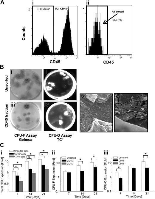 Figure 3. The influence of CD45+ cells on the yield of CFU-F and CFU-O development from CD45– cells. (A) Representative flow cytometric histogram plots demonstrate the distribution of both CD45– and CD45+ cell populations from input BM-derived cells. (i) Day 0 BM-derived cells were incubated with saturating concentrations of CD45-PE and (ii) the CD45– cells were recovered. R1 represents the isotype control gate corresponding to the CD45– cell fraction, and R2 represents the region used to sort CD45+ cells. The purity of the recovered CD45– fraction was more than 99%, as determined by flow cytometry. (B) CFU-F and CFU-O development from unsorted and CD45– suspension-derived cells. Cells harvested from day 7 suspension cultures initiated with unsorted and CD45– cells were plated in CFU-F and CFU-O assays. CFU-F assays were stained with Giemsa to visualize discrete colonies of fibroblastic cells (i,iii), and CFU-O assays (ii,iv) were incubated with tetracycline to visualize newly formed bone nodules (seen as white areas) under UV-fluorescence microscopy. Scanning electron micrographs revealed a layer of globular accretions (v) and mineralized extracellular matrix (vi). Field width (FW) for panels v and vi = 70 μm and 14μm, respectively. Note: CFU-F and CFU-O assays were initiated with 1 × 103 cells/cm2. (C) The calculated fold expansion in total cells, CFU-Fs, and CFU-Os attained in SSCs initiated with unsorted, CD45–, and CD45+ cells. Calculated (i) total cell, (ii) CFU-F, and (iii) CFU-O expansions as a function of suspension culture time. The cells harvested from the CD45+ suspension cultures did not give rise to CFU-Fs and CFU-Os. Statistically significant differences (P < .05) are denoted with an asterisk. Each bar represents the mean ± SD (n = 3, performed in triplicate).
