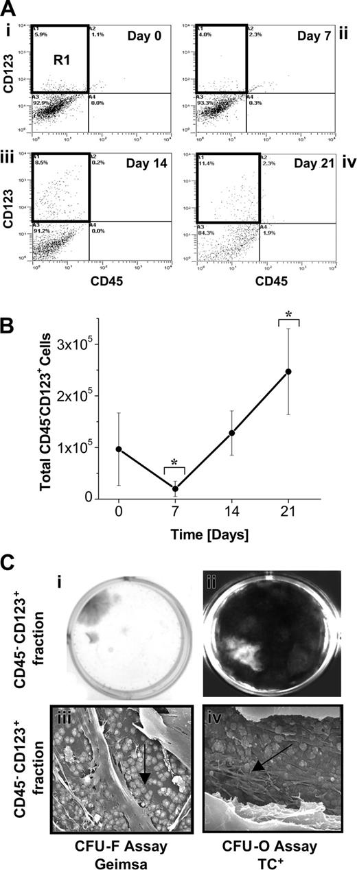 Figure 5. Developmental potential of CD45–CD123+ cells. (A) Representative flow cytometric dot plots demonstrating the relative increase in the percentage of CD45–CD123+ cells throughout the 21-day culture period. CD45– cells cultured in suspension were dual-labeled for CD45 and CD123 to track CD45–CD123+-expressing cells. The CD45–CD123+ cells, represented by R1, were sorted on day 0 (i), 7 (ii), 14 (iii), and 21 (iv) and the developmental potential of these isolated populations were determined in CFU-F and CFU-O assays. Representative quad plots of day 0, 7, 14, and 21 suspension-derived cells (of a suspension culture initiated with CD45– cells) stained with CD45 and CD123 are shown here. Positive expression was determined as more than 99% of isotype control and about 15 000 gated events were collected. (B) Total number of CD45–CD123+ cells generated in SF suspension culture conditions supplemented with 100 ng/mL SCF and 20 ng/mL IL-3. Dual fluorescence labeling for CD45 and CD123 was used to track the percentage of CD45–CD123+cells in suspension cultures initiated with CD45– cells. These values were used to calculate the total number of CD45–CD123+cells generated throughout suspension culture. Statistical significance (P < .05) is denoted by an asterisk. Each data point represents the mean ± SD (n = 3). (C) CFU-F and CFU-O development from CD45–CD123+ suspension-derived cells. CD45–CD123+-sorted cells (grown in CD45– SSCs) were plated in CFU-F and CFU-O assays following 7 days of suspension culture. (i) CFU-F assays were stained with Giemsa to visualize discrete colonies of fibroblastic cells; (ii) CFU-O assays were incubated with tetracycline (TC), to visualize newly formed bone nodules (seen as white areas) under UV-fluorescence microscopy. Representative scanning electron micrographs of revealing (iii) cement line matrix deposition (arrow) and (iv) collagen mineralization (arrow) derived from CD45–CD123+ sorted cells grown in CFU-O assay conditions (FW for iii and iv = 53 μm and 21 μm, respectively). Note: CFU-F and CFU-O assays were initiated with 1 × 103 cells/cm2.