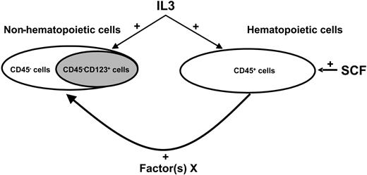 Figure 6. The differential responsiveness of MPCs to endogenously produced and exogenously supplemented factors. IL-3 exerts its action (+) on both HCs and non-HCs throughout SF suspension culture, resulting in the expansion of cells in both these compartments. IL-3 has also been shown to promote the growth of CD45–CD123+ cells, which are capable of giving rise to CFU-Fs and CFU-Os. However, on average, only about 24% and about 22% of the total attainable CFU-Fs and CFU-Os, respectively, are recovered from a CD45–CD123+ cell population by day 21 of the study period, suggesting that the mesenchymal stem cell compartment is phenotypically heterogeneous. Furthermore, the growth of HCs is also directly influenced by IL-3 (and SCF). It has also been demonstrated from these studies that HCs potentiate the growth of MPCs via the release of endogenous factors (factor(s) X) that target MPCs, resulting in their growth.