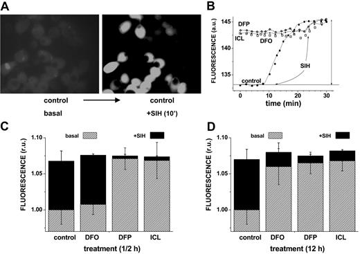 Figure 1. Effect of chelators on cytosolic LIP: time dependence of intracellular chelation of resident labile iron as analyzed in cells probed with the iron-sensitive CALB. HepG2 cells were preincubated for 0.5 hours (short term) or 12 hours (long term) with the indicated chelator (50 μM in growth medium), and prior to epifluorescence analysis (excitation, 385 nm; emission, 430 nm) they were loaded with CAL-B via its AM precursor. After washing with buffered saline, the cells were followed by epifluorescence microscopy under perfusion in DMEM-Hepes-buffered medium (with no phenol red) at 37°C. At the indicated times, the cells were supplemented with 50 μM SIH in order to obtain maximal recoverable fluorescence. (A) Snapshots of images of control cells preincubated 12 hours with no chelator (basal) and following a 10-minute treatment with SIH (in order to attain maximal recoverable fluorescence). (B) LIP analysis of cells treated for 12 hours with no chelator (control) or with the indicated chelator (50 μM). The fluorescence intensity values are mean values obtained at each time point from 5 different cells (in arbitrary units = a.u.); those corresponding to treatment prior to the addition of SIH (50 μM) denote the basal level of fluorescence. The solid vertical arrow represents the total fluorescence recovered in control cells by addition of SIH. The mean fluorescence intensity values are normalized to those associated with basal levels of control, and the difference between them and those attained by addition of SIH provides a measure for the cell chelatable iron, which we refer to as the labile iron pool (= LIP).20 • indicates control; ○, DFP; □, DFO; and *, ICL. The approach was applied to cells treated with chelators for either 12 hours (D) or 0.5 hours (C), with the slashed areas depicting the basal levels after 12-hour or 0.5-hour incubation and the black areas those attained with SIH (representing the residual LIP for each treatment). The bars depict standard errors of mean fluorescence intensity values obtained from 5 cells per field.