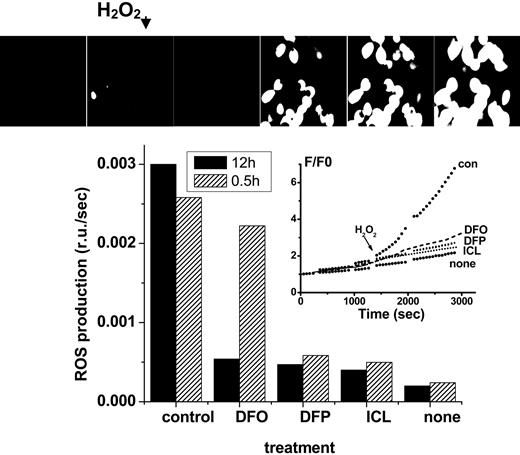 Figure 2. Effect of chelators on cytosolic LIP: time dependence of intracellular chelation of resident labile iron as analyzed in cells probed with the ROS-sensitive probe CDDHCF-DA. H9C2 cells were preincubated for either 0.5 or 12 hours with the indicated chelator (0 = control or 50 μM in growth medium), and prior to fluorescence analysis were loaded with the nonfluorescent oxidizable DCDHF (20 μM). After washing and resuspension in buffered saline supplemented with the same concentration of chelator, the systems were followed by epifluorescence microscopy (excitation, 485 nm; emission, 515 nm) under perfusion at 37°C, and H2O2 (35 μM) was added at the indicated time, except in the cases marked “none.” The pictures (top) represent snapshots taken from control cells incubated with no chelator for 12 hours, and the inset represents the fluorescence tracings obtained with cells incubated with chelator for 12 hours (F/F0 is the fluorescence intensity of each experimental point normalized to the value at time zero). The bar graph provides the rates of fluorescence changes with time (= slopes calculated from the time courses shown in the inset given as relative fluorescence units F/F0 per second) for both 0.5- and 12-hour treatment with chelator.