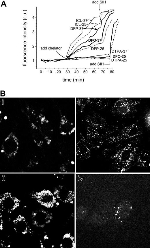 Figure 6. The effect of temperature on the recovery of fluorescence following addition of chelators in CALG-Fe-loaded endosomes of J774 cells. J774 cell endosomes were loaded under isotonic conditions with CALG-Fe (100 μM in DMEM for 20 minutes), then extensively washed with HBS medium containing 1% bovine serum albumin and perfused at either 37°C or 25°C with DMEM medium containing the indicated additives (100 μM chelators added as indicated) and probenecid (0.5 mM), which was supplemented in order to minimize leakage of the calcein. Images (epifluorescence) were taken at 1- to 2-minute intervals, and the average fluorescence intensity values of endosomes in 5 cells in a field were normalized to the corresponding one obtained at the onset of the treatment. (B) A fluorescent analog of DFO is taken up into endosomes of various cell lines. (i-ii) J774, (iii) H9C2, and (iv) HepG2 cells were incubated with 50 μM fluoresceinated DFO in growth medium for (i) 1 hour or (ii-iv) 12 hours, and after washing they were examined by LSM (fluorescein settings).
