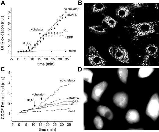 Figure 7. Effect of chelators on catalytically active iron in the cytosol and mitochondria of H9C2 cardiomyocytes. (A-B) Detection in mitochondria: The cells were loaded with DHR 50 μM (in HBS + 10 mM glucose) for 10 minutes at 37°C and washed, followed by epifluorescence (excitation, 488 nm; emission, 520 nm) at 1- to 2-minute intervals (A). After a baseline was established, agents were added at the indicated times: 35 μM H2O2, 100 μM chelator (ICL670 or DFP), or 50 μM BAPTA-AM. “None” indicates cells that received no treatment other than DHR, and “no chelator” refers to cells treated with H2O2 but with no chelator. (B) The image represents DHR-loaded cells treated with H2O2 but without chelator (fluorescence and phase merged). (C-D) Detection of oxidized CDCF in cytosol: The cells were preincubated with FeSO4 for 1 hour at 37°C in HBS + 10 mM glucose, washed, resuspended in the same medium with no iron source but containing 20 μM CDDHCF-DA (the reduced precursor of CDCF), and examined by epifluorescence (excitation, 488 nm; emission, 520 nm) at 1- to 2-minute intervals (bottom left; fluorescence intensity given as relative units r.u.). Labels are as indicated for mitochondria, except that the images refer to CDDHCF-DA of cells prompted with Fe but treated with no chelator (fluorescence and phase merged) (D).