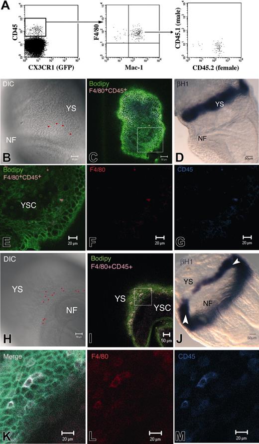 Figure 1. Characterization of maternally derived neural fold (NF) in the early YS. (A) At 8 dpc (0-8 S), a population of CD45+GFP– cells expressed Mac-1 and the terminally differentiated Mφ marker F4/80. In embryos resulting from a CD45.1 × CD45.2 cross, only the maternal allele was detected. These Mφ are thus maternally derived. (B-M) LHF embryo (B-G) and 0S embryo (H-M), stained with F4/80, CD45, and Bodipy-ceramide (C, E-G; I, K-M) or hybridized with a βH1 embryonic globin riboprobe (D, J). The red spots in the DIC picture (B, H) correspond to the confocal software–generated projection of F4/80+CD45+cells, as seen in the merged figure (C, I). YS-F4/80+CD45+cells are mainly located close to the NF and below the YS-BI compared with its position in LHF embryo hybridized with βH1 riboprobe (D, J). White arrowheads in J indicate the YS-BI level anteriorly because its caudal aspect is also visible. F4/80+CD45+cells are located within the YS mesoderm (E-G, higher magnification of the square in panel C; K-M, higher magnification of the square in panel I). NF indicates neural fold; YSC, yolk-sac cavity.