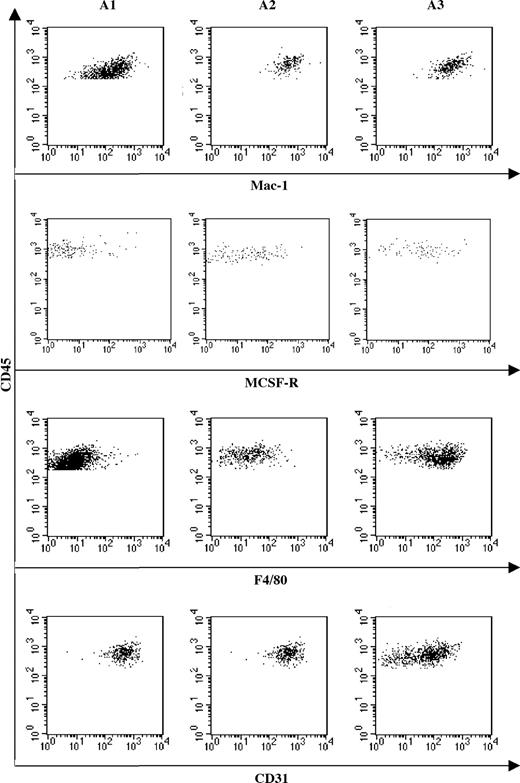 Figure 4. Distribution of macrophage markers suggests that maturation occurs from an A1 to A3 sequence. FACS analysis of Mac-1, M-CSF-R, F4/80, and CD31 expression by A1, A2, and A3 cell subsets. Mac-1 expression remains constantly expressed in the 3 subsets, whereas differentiation marker (M-CSFR and F4/80) expression increases from A1 to A3. Reverse correlation is observed for the immature macrophage marker CD31, whose expression decreases from A1 to A3.