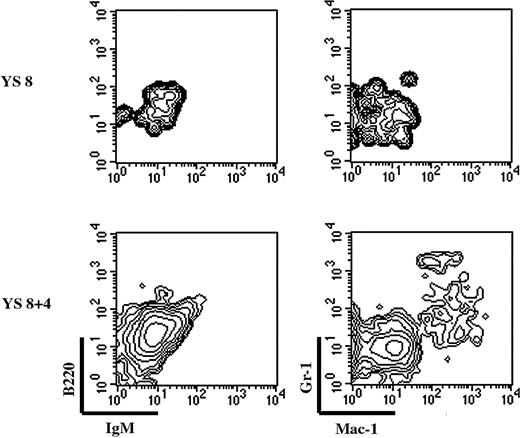 Figure 6. YS-EMp can contribute to FL hematopoiesis. FL lobes from 10-dpc embryos (CD45.1+) were cocultured with either freshly isolated or 4-day in toto–cultured 8-dpc YS cell suspensions. After 10 days, FL lobes were scored for the presence of donor-derived B cells (B220, IgM) and myeloid cells (Gr-1, Mac-1). Plots are gated on donor-derived cells. YS cells can only give rise to a myeloid progeny in the FL environment, after an organ culture period.