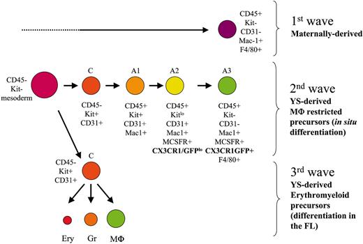 Figure 7. Developmental stages followed by the 3 distinct YS-Mφ populations, characterized by their phenotype, origin, differentiation potential, and lineage relationship. Ery indicates erythrocytes; Gr, granulocytes.