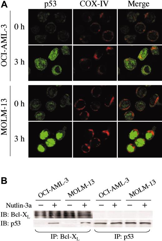 Figure 5. p53 localization and its interaction with Bcl-XL. (A) Localization of p53 in OCI-AML-3 and MOLM-13 cells. Cells were treated with 10 μM Nutlin-3a for 3 hours. Cells were fixed, stained for p53 (green) and mitochondrial marker protein cytochrome c oxidase IV (red), and visualized by confocal microscopy. Localization of p53 to mitochondria is indicated by the yellow-orange color in the merged images. (B) OCI-AML-3 and MOLM-13 cells were incubated with 10 μM Nutlin-3a for 6 hours, and untreated (–) or treated (+) cells were immunoprecipitated with anti-p53 or anti–Bcl-XL antibodies and immunoblotted for Bcl-XL or p53. Immunoprecipitation with anti–Bcl-XL followed by p53 blotting showed a specific p53/Bcl-XL complex in both cells. The complex was not detectable in reverse, suggesting that a minor fraction of increased p53 protein might bind to Bcl-XL protein.