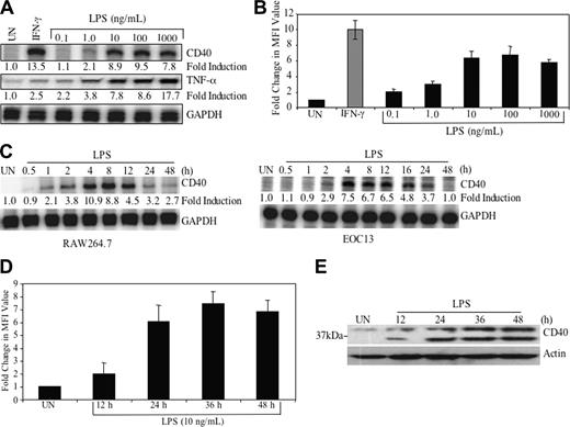 Figure 1. LPS induces CD40 expression in a dose- and time-dependent manner. (A) RAW264.7 cells were treated with medium or varying concentrations of LPS (0.1-1000 ng/mL) or IFN-γ (10 ng/mL) for 8 hours, then total RNA was isolated and analyzed by ribonuclease protection assay (RPA) for CD40, TNF-α, and GAPDH mRNA. The basal level of the untreated sample was set as 1.0, and fold induction on LPS or IFN-γ treatment was compared with that. (B) RAW264.7 cells were treated in the absence or presence of LPS or IFN-γ 36 hours, then stained with either anti-CD40 or isotype-matched control antibody. Cells were subjected to fluorescence-activated cell sorting (FACS) analysis. Samples were analyzed by measuring MFI. Fold change in CD40 MFI value was calculated and shown as the mean ± SD of 3 experiments. (C) RAW264.7 and EOC13 cells were treated with 10 ng/mL LPS for up to 48 hours, then RNA was isolated and subjected to RPA analysis for CD40 and GAPDH mRNA. Fold induction on LPS treatment was calculated as in panel A. (D) RAW264.7 cells were treated in the absence or presence of LPS (10 ng/mL) for up to 48 hours. CD40 protein expression was analyzed by FACS analysis. Fold change of LPS-induced CD40 MFI value was calculated and shown as the mean ± SD of 3 experiments. (E) RAW264.7 cells were treated in the absence or presence of LPS (10 ng/mL) for up to 48 hours. Protein lysates were prepared and subjected to immunoblotting with anti-CD40 antibody, then stripped, and reprobed with antiactin antibody as a loading control. UN indicates untreated. Representative of 3 experiments.
