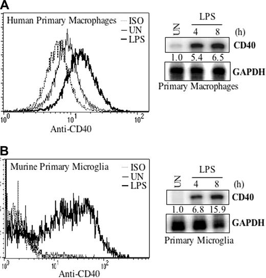 Figure 2. LPS induces CD40 expression in primary macrophages and microglia. Human primary macrophages (A) or murine primary microglia (B) were treated with LPS (10 ng/mL) for 36 hours, and then cells were subjected to FACS analysis for CD40 protein expression. ISO indicates isotype antibody. In addition, cells were treated with LPS for 4 and 8 hours, then total RNA was isolated and analyzed by RPA for CD40 and GAPDH mRNA expression. The cell numbers are mapped on the y-axis. Representative of 2 experiments.
