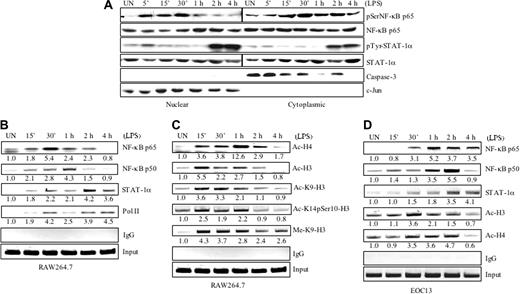 Figure 6. LPS stimulates nuclear translocation and recruitment of transcriptional activators to the CD40 promoter and histone modifications. (A) RAW264.7 cells were incubated in the absence or presence of LPS (10 ng/mL) for up to 4 hours. Cytoplasmic and nuclear fractions were prepared and assayed with anti–phospho-NF-κB p65Ser536 and anti–phospho-STAT-1αTyr701. The cytoplasmic and nuclear fractions were also probed with anti–caspase-3, anti–c-Jun, anti–NF-κB p65, or anti–STAT-1α antibodies. (B) RAW264.7 cells were treated with LPS (10 ng/mL) for up to 4 hours, then the cells were crosslinked with formaldehyde. Soluble chromatin was subjected to immunoprecipitation with anti–NF-κB p65, anti–NF-κB p50, anti–STAT-1α, and anti–Pol II antibody, or normal rabbit IgG. The basal level of the untreated sample was set as 1.0, and fold induction on LPS treatment was compared with that. Representative of 3 to 4 experiments. (C) RAW264.7 cells were treated with LPS (10 ng/mL) for up to 4 hours, then the cells were crosslinked with formaldehyde. Soluble chromatin was subjected to immunoprecipitation with antibodies against histone acetylation, methylation, and phosphorylation. Fold induction on LPS treatment was calculated as in panel B. Representative of 3 experiments. (D) EOC13 cells were treated with LPS (10 ng/mL) for up to 4 hours, then the cells were crosslinked with formaldehyde. Soluble chromatin was subjected to immunoprecipitation with antibodies against NF-κB p65, anti–NF-κB p50, STAT-1α, Ac-H3, and Ac-H4. Fold induction on LPS treatment was calculated as in panel B. Representative of 3 experiments.