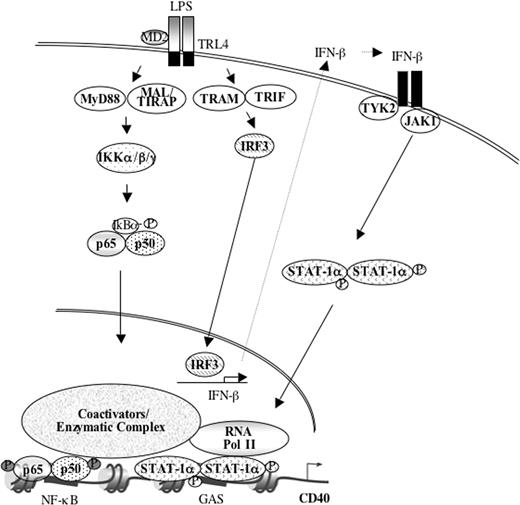 Figure 7. Proposed model of LPS-induced CD40 gene expression. LPS activates NF-κB, which leads to subsequent nuclear translocation and binding of p65 and p50 to NF-κB elements in the CD40 promoter. Concurrently, LPS induces IRF-3 expression, which activates IFN-β expression. This leads to the subsequent activation of STAT-1α, which then dimerizes, translocates into the nucleus, and binds to GAS elements in the CD40 promoter with delayed kinetics compared with NF-κB p65 and p50. Concurrent with NF-κB and STAT-1α recruitment, LPS leads to modifications in H3 and H4 and to recruitment of RNA Pol II. The sequential recruitment of transcription factors and Pol II to the CD40 promoter, in conjunction with permissive histone modifications, results in transcriptional activation of the CD40 gene. See “Discussion” for details. MD2 indicates the cofactor for TLR4; TIRAP, Toll-IL-1R domain-containing adapter protein; TYK2, tyrosine kinase-2.