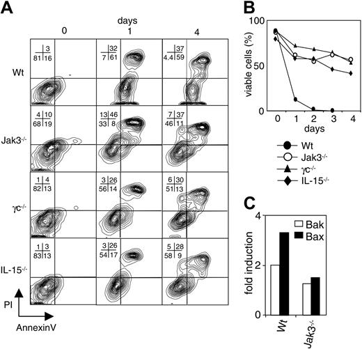 Figure 4. Enhanced survival of Jak3-/- and γc-/- BMDCs. (A-B) Purified BMDCs from wild-type, Jak3-/-, γc-/-, and IL-15-/- mice were cultured in medium lacking cytokines and stained with APC-conjugated annexin V and propidium iodide at the indicated time points. Cells that were negative for staining of both annexin V or PI were designated as live cells. These data are representative of more than 5 separate experiments. (C) Bak and Bax mRNA expression. Purified BMDCs were cultured in medium lacking cytokines for 12 hours and RNA was isolated. Bak and Bax levels were determined by RNase protection assay. L32 probes were used to normalize sample load in each well. The data are representative of 3 separate experiments.