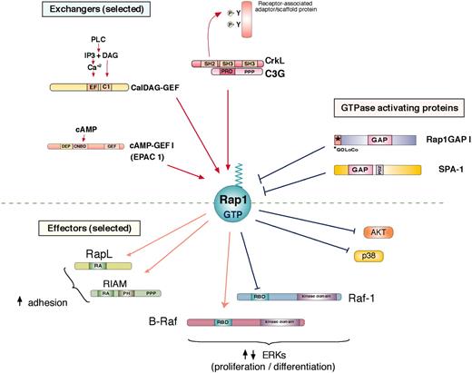 Figure 1. Rap1 regulation and activation of effector proteins. Rap1 is activated (Rap1-GTP) by specific guanine nucleotide exchange factors (GEFs) and inhibited by specific GTPase activating proteins to regulated GTP-dependent binding to potential effector proteins. A diverse family of GEFs activates Rap1 by exchanging GDP for GTP (selected GEFs are shown). C3G, the first Rap1 GEF identified, is activated through its association with CrkL, a member of the Crk family of adaptor proteins, via a proline-rich (PPP) region on C3G and an SH3 region on CrkL. The inducible association of Crk/C3G to sites of tyrosine phosphorylation on receptor-associated adaptor/scaffold proteins occurs following ligand activation of a variety of receptors. CalDAG-GEFs respond to calcium (Ca2+) and diacylglycerol (DAG), making them targets of phospholipase C (PLC) action. cAMP-GEFs or EPACs (exchange proteins directly activated by cAMP; EPAC 1 shown here) are activated by directly binding cAMP to cyclic nucleotide binding domains (CNDB). Two Rap1GAPs are shown here: Rap1GAP1 and SPA-1. Rap1GAP1 is expressed widely and contains a GOLoCo motif that can associate with heterotrimeric G-protein alpha subunits.124 SPA-1 is highly expressed in hematopoietic cells and contains a PDZ (domain found in PSD-95, Discs large, and ZO-1) domain that can mediate interactions with membrane-associated proteins. Following GTP binding, Rap1-GTP associates with a number of potential effectors, some of which are shown here. One of the best-studied effector pathways of Rap1 is the stimulation of cell adhesion. RapL and RIAM (Rap1-GTP–interacting adaptor molecule) have been shown to mediate integrin-mediated adhesion in hematopoietic cells. Both contain a Ras association (RA) domain, and RIAM also contains a Pleckstrin-homology (PH) domain. B-Raf and Raf-1 are related kinases that contribute to the MAP kinase pathway upstream of ERK. Both are recruited to Rap1-GTP via their Ras binding domain (RBD). In cells expressing B-Raf, Rap1 activates B-Raf–dependent signals to ERKs. In B-Raf–negative cells, such as T cells, Rap1 cannot couple to ERK, but can antagonize Ras-dependent signals to ERK, in part by binding to Raf-1. Rap1 can also sequester other effectors of Ras, such as the upstream activators of the p38 MAP kinase, to antagonize the activation of p38 by IL-1. In addition, Rap1 has been proposed to inhibit the phosphatidylinositol 3-kinase–dependent phosphorylation of the survival factor Akt, in B cells.25 DEP indicates domain found in Disheveled, Eg-10, and pleckstrin; IP3, inositol 1,4,5 triphosphate.