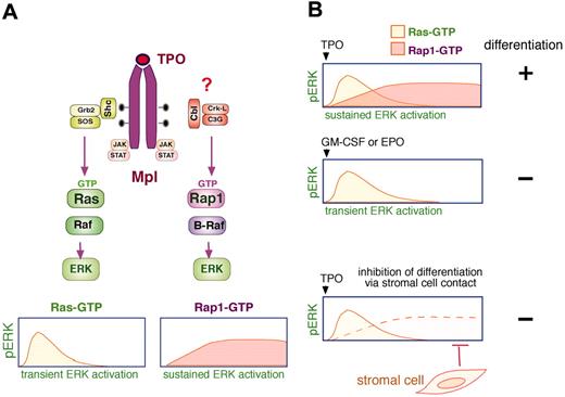 Figure 2. Differentiation of megakaryocyte precursors requires sustained ERK activation. (A) Thrombopoietin (TPO) activation of ERKs has 2 components, a Ras-dependent transient ERK activation and a Rap1-dependent sustained ERK activation. TPO binds its receptor (Mpl) to activate the JAK family kinases that promote tyrosine phosphorylation of the cytoplasmic tail. These phosphorylations serve as binding sites for signaling molecules, including Shc, which recruits Grb2 (growth factor receptor-bound protein-2)/SOS to activate Ras (Ras-GTP) resulting in a transient activation of ERKs (pERK). Sustained pERK requires the activation Rap1 (Rap1-GTP) and B-Raf. The recruitment of a Cbl/CrkL/C3G complex to Mpl has been proposed to trigger the activation of Rap1. (B) Stimulation of megakaryocytes with TPO induces sustained activation/phosphorylation of ERKs (pERK), which is required for megakaryocyte precursor differentiation (+). The sustained ERK activation by TPO has 2 components mediated by Ras and Rap1, as described in panel A. In contrast, stimulation of megakaryocytes with GM-CSF or EPO induces a Ras-dependent transient pERK, which does not lead to cellular differentiation (–). Direct contact between stromal cells and megakaryocytes inhibits the sustained pERK to prevent differentiation (–) by specifically disrupting Rap1/B-Raf signals. Shc indicates SH2-containing protein; STAT, signal transducer and activator of transcription.