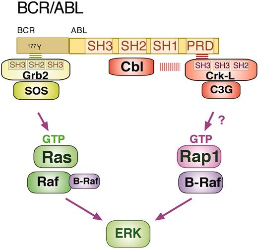 Figure 3. BCR/ABL can activate ERKs via Ras and Rap1. BCR/ABL is a fusion protein between the BCR and the kinase ABL. The ABL kinase contains Src homology domains 1, 2, and 3 (SH1, SH2, and SH3) and a proline-rich domain (PRD). BCR/ABL binds multiple proteins to trigger intracellular signaling cascades. The binding of Grb2, Cbl, and CrkL are shown here. Grb2 associates with BCR/ABL as a complex with the RasGEF SOS (son of sevenless). The SH2 domain of Grb2 binds to phosphotyrosine 177 in the BCR region of BCR-ABL to allow SOS to activate Ras (Ras-GTP), which in turn recruits Raf-1 (and possibly B-Raf) to activate ERK. CrkL exists as a complex with the Rap1 GEF C3G. Recruitment of CrkL/C3G to the PRD of BCR/ABL (via a CrkL SH3 domain) allows C3G to activate Rap1 (Rap1-GTP), which recruits B-Raf to activate ERK. The scaffold molecule Cbl binds the SH2 domain of BCR/ABL and may also participate in the complex with CrkL/C3G.
