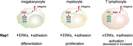 Figure 5. Rap1 has multiple functions in hematopoietic cells. Rap1 can enhance integrin-mediated adhesion in all hematopoietic cells examined to date. Rap1 can also regulate ERK activation in the 3 types of cells shown here (megakaryocytes, myelocytes, and T lymphocytes). Rap1 activates ERK via B-Raf in megakaryocytes and myelocytes that express B-Raf. In T cells that do not express B-Raf, Rap1 antagonizes Ras-dependent ERK activation. The proposed actions of Rap1 on ERK and adhesion and the overall cellular responses to Rap1 are listed below each cell type.