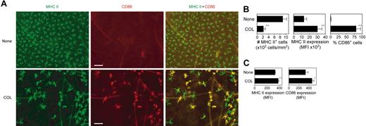 Figure 7. In situ maturation of LCs induced by local injection of COL. (A) COL (1.2 μg per animal) or vehicle alone was subcutaneously injected into the right or left ears of BALB/c mice, respectively. Epidermal sheets prepared from the ear skin samples 48 hours after injection were stained for MHC II (green) and CD86 (red). Scale bar, 50 μm (original magnification 200×;20×/0.5 NA objective). (B) The same epidermal sheet preparations were examined for the number of MHC II–positive LCs, surface expression levels (MFI) of MHC II on LCs, and the frequency of CD86+ cells within MHC II+ LC populations using MetaMorph software. Data represent the mean ± SD (n = 3) measured by counting more than 10 independent fields in each specimen. (C) Cervical LNs were harvested 48 hours after subcutaneous injection of COL or vehicle alone to examine surface expression of MHC II and CD86 on CD11c+ DC populations by flow cytometry. Data represent the mean ± SD (n = 3) of MFI values. *P < .05, **P < .01 (compared with the controls treated with vehicle alone).