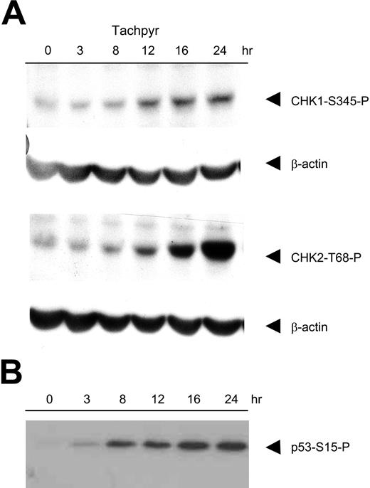 Figure 4. Tachpyridine activates cell-cycle checkpoint kinases CHK1 and CHK2 and induces phosphorylation of p53 on serine-15. (A) HeLa cells were treated with 7.5 μM tachpyridine and analyzed by Western blotting using phosphospecific antibodies against activated CHK1 (S-345) and CHK2 (T-68). β-Actin was included as a loading control. (B) HeLa cells were treated with 10 μM tachpyridine and analyzed by Western blotting using a phosphospecific antibody against phosphorylated p53 (S-15). Equivalent loading of protein was confirmed by Ponceau S staining of the transfer membrane (not shown).