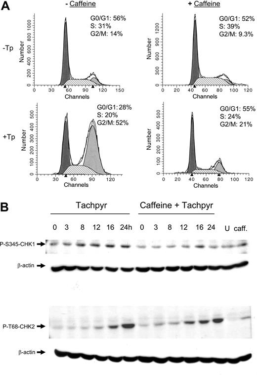 Figure 5. Caffeine inhibits tachpyridine-induced G2 arrest and activation of tachpyridine-induced CHK1 but not CHK2. (A) HeLa cells were either not pretreated or pretreated for 12 hours with 5 mM caffeine, followed by 18 hours of treatment with 7.5 μM tachpyridine, and analyzed by flow cytometry. (B) HeLa cells were either not pretreated or pretreated for 12 hours with 5 mM caffeine, followed by treatment with 7.5 μM tachpyridine over a time course of 3 to 24 hours, and analyzed by Western blotting (U indicates untreated control at 24 hours; caff, cells treated with caffeine alone for 24 hours).