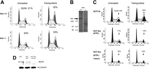 Figure 6. G2/M arrest proceeds in ATM-deficient cells but is inhibited in ATR-deficient cells. (A) Cells were treated with 10 μM tachpyridine for 24 hours and analyzed by flow cytometry. (B) Western blotting confirms absence of ATM in ATM-deficient cells. (C) ATRflox/- cells were treated with Adeno-Cre at a multiplicity of infection of 10 for 2 days to eliminate ATR expression. Cells were then treated with 10 μM tachpyridine for 24 hours and analyzed by flow cytometry. (D) Western blotting was used to assess ATR levels in HCT 116 parental cells, HCT 116 ATRflox-/- cells, and HCT 116 ATRflox-/- cells treated with Adeno-Cre.