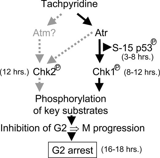 Figure 7. Working model of the mechanism of tachpyridine-induced G2 arrest. Tachpyridine activates ATR (and possibly ATM), which phosphorylates p53 on serine 15, followed by phosphorylation of CHK1 and CHK2. The CHK kinases then signal G2 arrest through phosphorylation of key substrates important for G2 to M progression. Signaling events not required for G2 arrest are indicated by gray dashed lines.