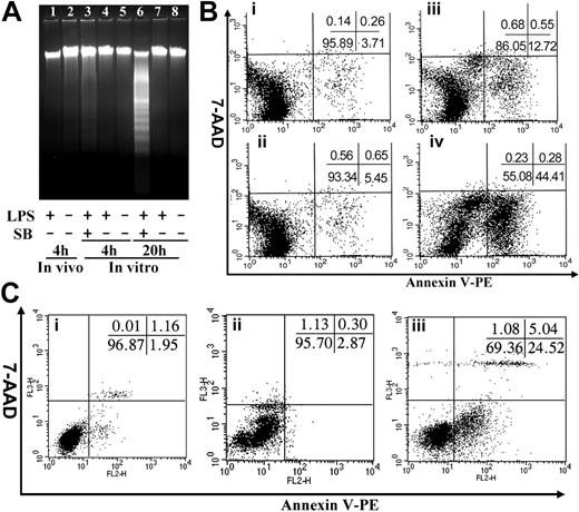 Figure 2. The infiltrated monocytes/macrophages do not die by apoptosis. WT and Mac-1-/- macrophages were injected intraperitoneally with TG for 4 days and then were injected intraperitoneally with PBS or LPS. Four hours later, the peritoneal macrophages were assessed for apoptosis by DNA fragmentation (A) and by dual-color FACS analysis using annexin V and 7-AAD (B-C), where annexin V stains apoptotic cells and the cell-impermeable fluorescent dye 7-AAD stains necrotic cells. Additionally, the lavaged WT (B) and Mac-1-/- (C) macrophages were cultured in vitro for 0 (B, Ci) and 20 (B, Cii) hours in the absence or 4 (Biii) and 20 (Biv, Ciii) hours in the presence of LPS plus the mitogen-activated protein kinase (MAPK) inhibitor SB202190, and then analyzed for apoptosis. The inserts shown are the percentages of different populations. The data shown are representative of 2 independent experiments.