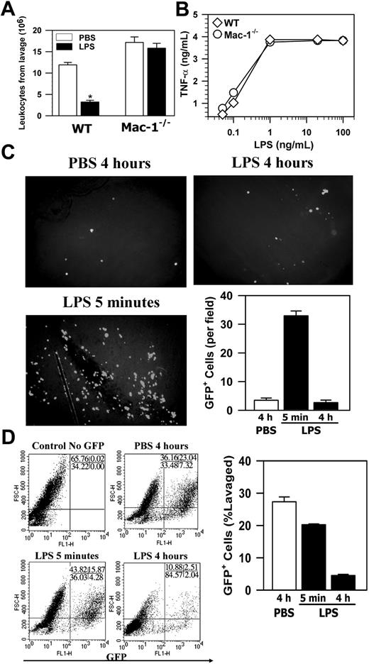 Figure 3. Mac-1 deficiency inhibits the loss of leukocytes from the peritoneum. (A) The TG-conditioned WT and Mac-1-/- mice were injected intraperitoneally with either PBS or LPS. Four hours later, the total leukocytes in peritoneum were determined. The data represent the mean ± SD (n = 6) and are representative of 3 independent experiments. (B) WT or Mac-1-/- peritoneal macrophages were stimulated with different concentrations of LPS. Four hours later, the amount of TNFα produced was determined by ELISA. The data shown are representative of 2 independent experiments. (C-D) The GFP+ peritoneal macrophages were injected intraperitoneally into TG-preconditioned WT mice, followed with intraperitoneal injections of PBS or LPS. At different time points, the peritoneal membrane was washed, fixed, and photographed using a fluorescence microscope (objective × 100) (C), and the percentage of GFP+ cells in total peritoneal cells was analyzed by FACS (D). The number of adherent GFP+ cells on the peritoneal mesothelium was counted manually based on 4 randomly picked fields. The data represent the mean ± SD of 3 mice and are representative of 3 independent experiments. *PBS versus LPS, P < .001.