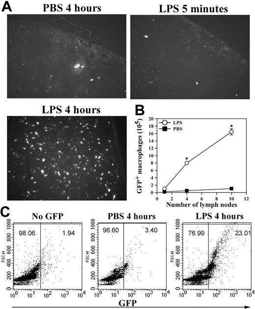 Figure 4. Macrophage efflux to the lymphatic system and to the blood circulation. (A) The GFP+ peritoneal macrophages, obtained from the GFP transgenic mice, were injected into the peritoneum of TG-preconditioned WT mice (5 × 106 GFP+ cells per mouse). At different time points after LPS stimulation, the draining lymph nodes were collected and cyrofixed. The presence of the GFP+ macrophages within the frozen sections of the fixed lymph nodes was visualized by fluorescence microscopy (objective lens 100 ×). (B) Additionally, leukocytes were recovered from different lymph nodes of the same mice that were treated with PBS (▪) or LPS (○) for 4 hours, and the number of the GFP+ cells retrieved was determined by hemocytometer. The data shown are the mean ± SD (n = 3). (C) Total blood samples were taken at different time points from mice in panel A and analyzed for the presence of the GFP+ macrophages by FACS analysis. Representative data of 2 independent experiments are shown. *PBS versus LPS P < .001.