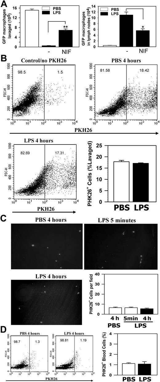 Figure 6. Mac-1 is critical to macrophage migration in vivo to the lymphatics. The GFP+ WT peritoneal macrophages were injected intraperitoneally into the TG-preconditioned WT mice with and without NIF, followed with intraperitoneal injections of PBS or LPS. (A) The number of GFP+ cells within the peritoneum (left) or the draining lymph nodes (right) was determined 4 hours later. The data represent the mean ± SD of 2 independent experiments. (B-D) PKH26-labeled Mac-1-/- peritoneal macrophages were injected intraperitoneally into the TG-preconditioned Mac-1-/- mice, followed by intraperitoneal injections of PBS or LPS. The number of fluorescent Mac-1-/- macrophages within the peritoneum (B), adherent on the peritoneal membrane (C), or within the blood circulation (D) was determined 4 hours later. The data represent the mean ± SD of 2 independent experiments. **P < .01; *P < .05.