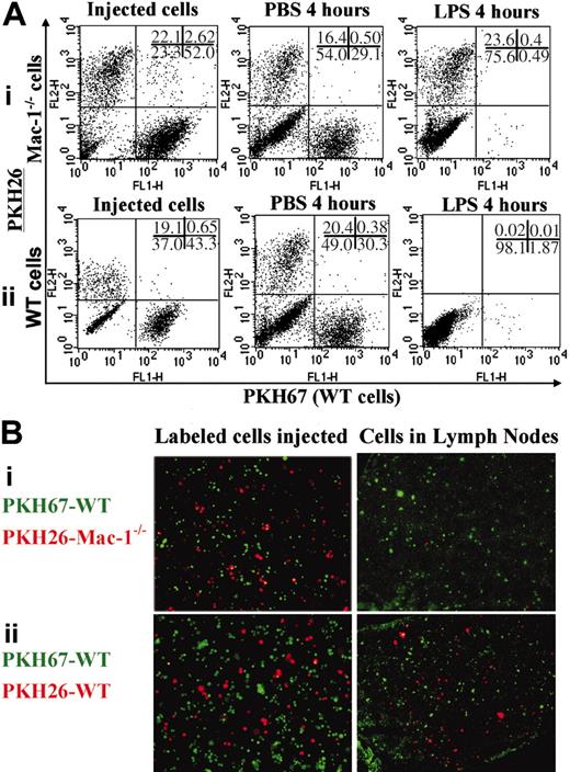 Figure 7. Macrophage migration from the peritoneum to the lymph nodes. A mixture of PKH67-labeled WT and PKH26-labeled Mac-1-/- macrophages (i) or PKH67-labeled WT and PKH26-labeled WT macrophages (ii) were separately injected intraperitoneally into the WT mice, followed by intraperitoneal injections of PBS or LPS. Four hours later, the number of the adoptively transferred WT and Mac-1-/- macrophages within the peritoneum was analyzed by dual-color FACS analysis (A), and their migration into the lymph nodes was visualized by fluorescence microscopy of the corresponding frozen sections (B). The data shown are representative of 2 independent experiments.