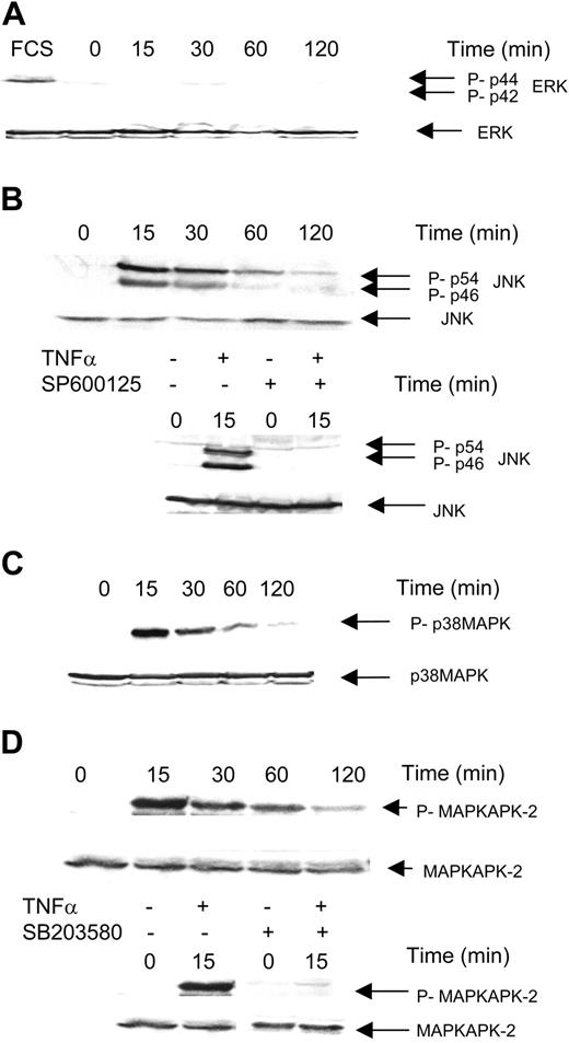 Figure 2. Role of MAPK in TNFα-induced inhibition of hTERT in KG1 cells. KG1 cells were treated or not with TNFα for 15 to 120 minutes after overnight serum deprivation. MAPK expression was evaluated by Western blot analysis as described in “Materials and methods.” (A) Phospho-p42/44 ERK and p42/44 ERK expression. FCS was used as positive control. (B) Phospho-p46/54 JNK and p46/54 JNK expression. (C) Phospho-p38 and p38 expression. (D) Phospho-MAPKAPK-2 and MAPKAPK-2 expression.