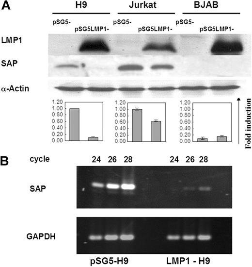 Figure 1. Suppression of SAP expression by LMP1 in T cell lines. (A) Protein expression of SAP in 2 T-cell lines (H9 and Jurkat) and 1 B-cell line (BJAB) transfected with pSG5-LMP1 constructs. SAP protein could be detected on both H9 and Jurkat cells, but not on BJAB cells. The expression of SAP was strongly reduced on LMP1-H9 cells and mildly decreased on LMP1-Jurkat cells. Cells transfected with the pSG5 construct were used as vector control groups. The quantitative results of SAP expression adjusted with α-actin are shown below the blots. Error bars representing the standard deviation of 3 independent experiments are shown. (B) The mRNA expression of SAP in H9 cells. SAP gene transcripts on H9 and LMP1-H9 cells were detected by RT-PCR, and products collected at different PCR cycles were resolved on the agarose gels for quantitation.