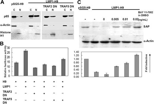 Figure 3. NF-κB involvement in LMP1-mediated suppression of the SAP gene. (A) Nuclear translocation of NF-κB/p65 was increased on LMP1-H9 cells. H9 cells were transfected with pSG5 and pSG5-LMP1 with or without TRAF2/5 dominant-negative (DN) mutants. Both nuclear (N) and cytoplasmic (C) p65RelA protein in H9 cells were detected by Western blotting. α-actin and histone H1 were used as controls for cytoplasmic and nuclear fractions, respectively. The nuclear-cytoplasm ratio of NF-κB/p65 protein was significantly increased on LMP1-H9 cells. Cotransfection with TRAF2/5 dominantnegative mutants could reduce this effect. (B) NF-κB activation was enhanced by expressing LMP1 in H9 cells. H9 cells and its sublines were transfected with NF-κB–driven luciferase constructs. Constitutive activation of NF-κB was clearly demonstrated in LMP1-expressing H9 T cells, but decreased in those cells coexpressed with dominant-negative TRAF2 or TRAF5 constructs. (C) Inhibition of LMP1-mediated suppression of SAP by NF-κB inhibitor. LMP1-H9 cells were first treated with 0.005, 0.01, or 0.02 μg/μL Bay11-7082 for 2 hours, washed by PBS, and then incubated with normal medium for an additional 6 hours. Dosage-dependent induction of SAP protein by Bay11-7082 in LMP1-H9 cells was shown. Error bars representing the standard deviation of 3 experiments are shown.