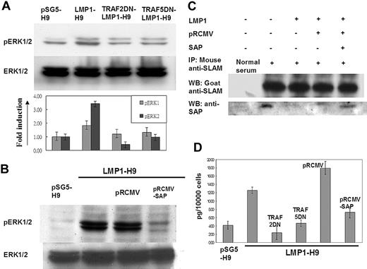 Figure 4. The SLAM downstream molecules ERK and IFN-γ were activated by LMP1-mediated SAP suppression. (A) ERK1/2 activation on LMP1-H9 cells. The phosphorylation levels of ERK1/2 in LMP1-expressing T cells were examined by Western blotting. Dominantnegative (DN) mutants of TRAF2/5 could decrease the phosphorylation of ERK1/2 induced by LMP1. (B) ERK1/2 phosphorylation was down-regulated by reconstituting SAP. LMP1-H9 cells were infected with retrovirus for restoring SAP expression. The pRCMV-SAP could decrease the level of ERK1/2 phosphorylation. (C) LMP1 decreased the association of SAP with SLAM. The expression of LMP1 has reduced SAP expression on H9 cells that in turn decreased the level of SAP/SLAM interaction as demonstrated by immunoprecipitation. With an equal SLAM level, gene transduction of SAP by retrovirus in H9 cells could enhance the SAP molecules entrapped by SLAM. These data indicate that LMP1-induced SLAM activation was due to the reduction of SAP protein but did not affect the binding capacity of SAP/SLAM. (D) The induction of IFN-γ by LMP1. H9 cells were transfected with plasmids as indicated. LMP1 could enhance IFN-γ secretion on H9 cells, while TRAF2/5 dominant-negative mutants suppressed the LMP1-mediated IFN-γ secretion. In addition, overexpression of SAP on LMP1-H9 cells could also suppress IFN-γ induction by LMP1. Error bars representing the standard deviation of 3 independent experiments are shown in panels A and D.
