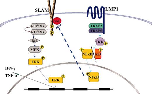 Figure 5. Schematic depiction of the cross-talk between SLAM/SAP/ERK signaling in XLP and LMP1/TRAF/NF-κB. ERK indicates extracellular signal-regulated kinase; MEK, MAPK (mitogen-activated protein kinase)/ERK kinase; GDP, guanosine diphosphate; and GTP, guanosine triphosphate.