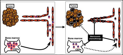 Figure 2. Model for various mechanisms of metronomic chemotherapy. Metronomic chemotherapy may have different mechanisms for eradicating tumors. For example, it may directly affect tumor cells (brown and black ovals), it may cause direct endothelial cell death or growth inhibition (red ovals), or it may decrease the mobilization or viability of bone marrow–derived CEPs, which contribute to the tumor vasculature (pink ovals). Suppression in the levels of viable CEPs detected in PB may serve as a biomarker to define the OBD of chemotherapy drugs given in a metronomic chemotherapy regimen.