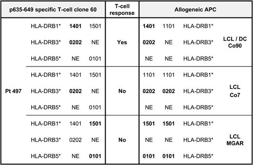 Figure 6. Summary of T-cell responses of clone 60 effector cells against APCs with partial HLA-DR identity. This strategy allowed a definite dissection of the DR restriction of the T-cell response against the HOM-TES-14/SCP1 derived epitope p635-649. NE indicates not expressed; Yes indicates a significant and specific IFN-γ release in response to p635-649; No indicates that no significant response was observed in the context of the respective HLA-DR configuration (see also Figure 5).