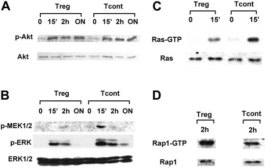 Figure 2. Distinct TCR–CD3/CD28 signaling in Treg cell lines. Treg and Tcont cell lines were stimulated with anti-CD3/CD28–coated dynal beads for the indicated time intervals. Cell lysates were analyzed by SDS-PAGE and examined by immunoblot for expression of (A) p-Akt and Akt; (B) p-MEK1/2, p-Erk1/2, and Erk1/2; and by pull-down assay for activation of (C) Ras and (D) Rap1. Expression of total Ras and Rap1 was determined by immunoblot with the specific antibodies in whole-cell lysates. Results are representative of 4 independent experiments conducted with 4 different pairs of Treg and Tcont cell lines. ON indicates overnight culture.