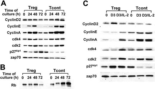 Figure 3. Cell cycle progression in response to TCR–CD3/CD28 is blocked in Treg cell lines and can be rescued by exogenous IL-2. Treg and Tcont cell lines were stimulated with anti-CD3/CD28–coated dynal beads for the indicated time intervals; cell lysates were prepared and analyzed by (A-B) SDS-PAGE and immunoblot with indicated antibodies. (C) The same cell lines were stimulated with anti-CD3/CD28–coated dynal beads for 72 hours in total (indicated as D3) or for 56 hours, after which IL-2 (50 U/mL) was added and the culture was continued until 72 hours in total (indicated as D3/IL-2). Cell lysates were analyzed by SDS-PAGE and immunoblot with indicated antibodies. Results are representative of 3 independent experiments. zap70 indicates zeta chain associated protein kinase.