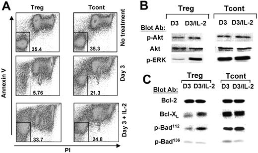 Figure 4. IL-2/IL-2 receptor signaling prevents Tregs from undergoing activationinduced cell death. Treg and Tcont cell lines were rested or stimulated with anti-CD3/CD28–coated dynal beads for 3 days, or with anti-CD3/CD28–coated dynal beads and IL-2 as described in Figure 3. (A) Viability was analyzed at day 3 by annexin V and PI staining. Numbers represent percent of cells double negative for annexin V and PI. (B-C) Cell lysates from the same samples were analyzed by SDS-PAGE and immunoblot with indicated antibodies. Results are representative of 3 independent experiments.